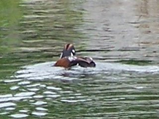 Harlequin Duck