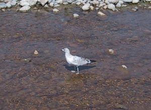 ring billed gull