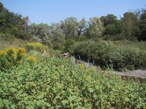 Vegetation, burdock