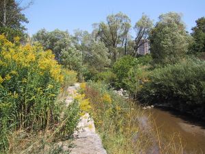 Highland Creek and vegetation