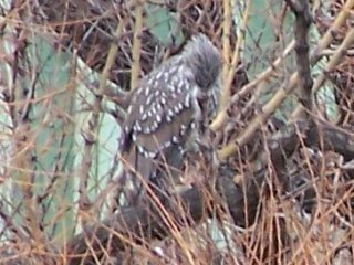 (juvenile black crowned night heron)