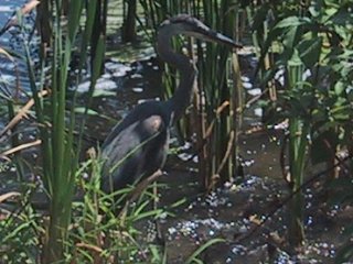 (Great blue heron)