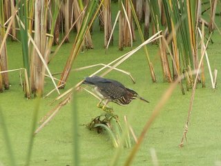 (Green heron)