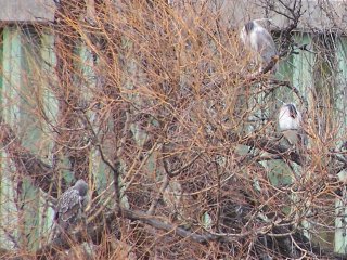 (black crowned night herons)