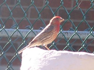 (House finch on birdbath)