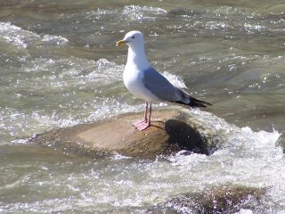 (herring gull)