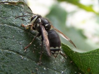 (bald faced hornet)