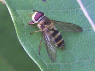 (hoverfly)