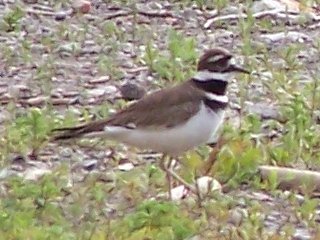 (killdeer)