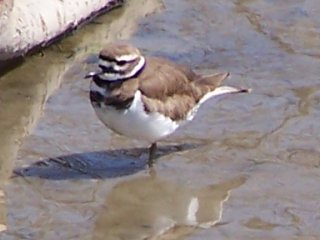 (killdeer)