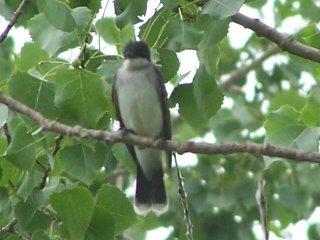 (Kingbird in tree)