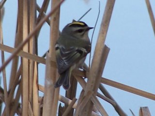 (golden crowned kinglet)