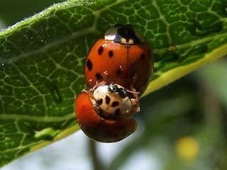 (ladybugs)