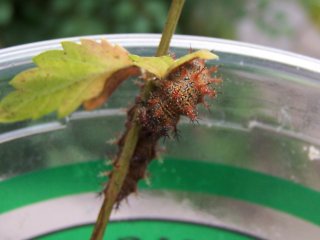 (question mark caterpillar)