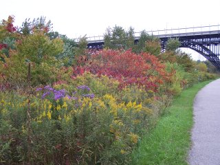 Chester Springs Marsh