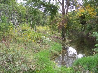 Beechwood wetlands