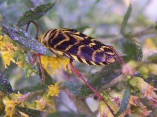 (locust borer)