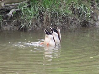 (Mallards dipping)