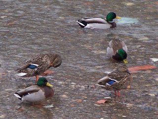 (Mallards)