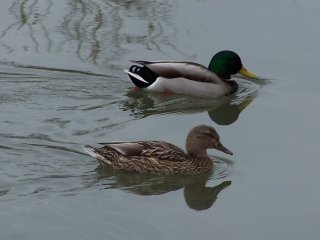 Mallard ducks