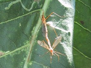 (Insects mating on sunflower leaf)