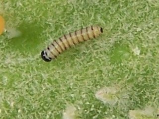 (Baby monarch caterpillar)