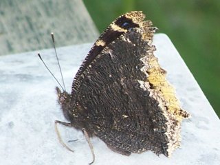 (Mourning Cloak)