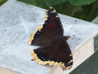 Mourning Cloak