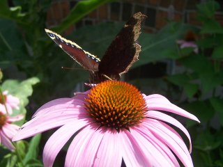 (Mourning on Echinacea)