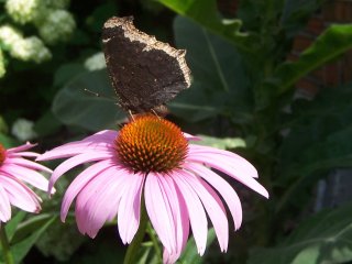 (Mourning cloak on Echinacea)