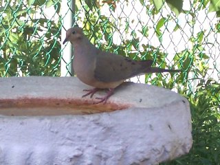 (mourning dove)