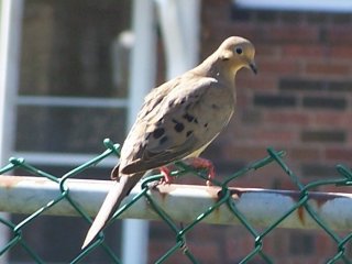 (mourning dove)