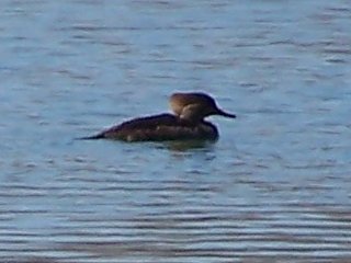 (Hooded Merganser)