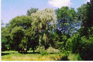 Mimico Creek landscape