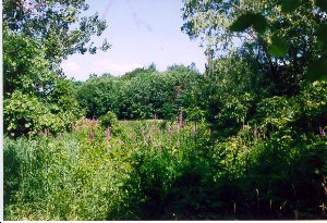 Mimico Creek vegetation