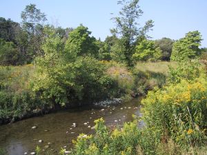 Mimico Creek