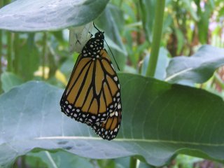 (monarch on pupa)