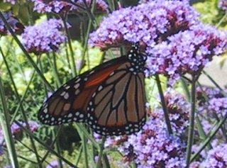 (Monarch Butterfly)