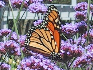 (Monarch butterfly)