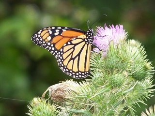 Monarch on thistle
