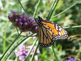 (Monarch butterfly)