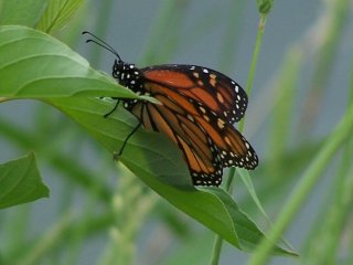 (Monarch Butterfly)