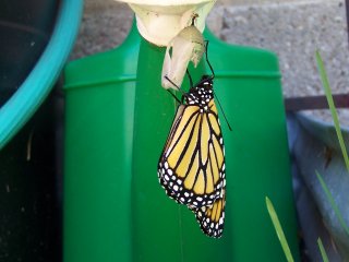 (Monarch on pupa)