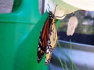 (Monarch venturing off)