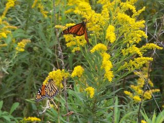 (Monarchs on goldenrod)