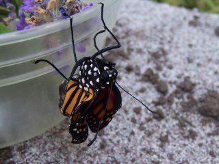 (Monarch emerging)