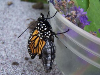 (Monarch emerging)