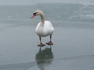 (mute swan)