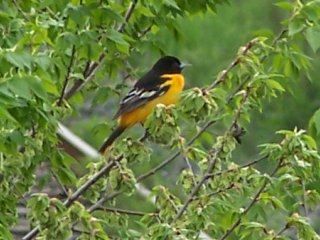 (Baltimore Oriole)