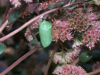 (Monarch pupa)